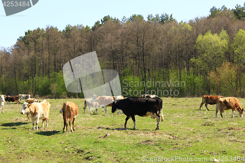 Image of cows on the farm pasture