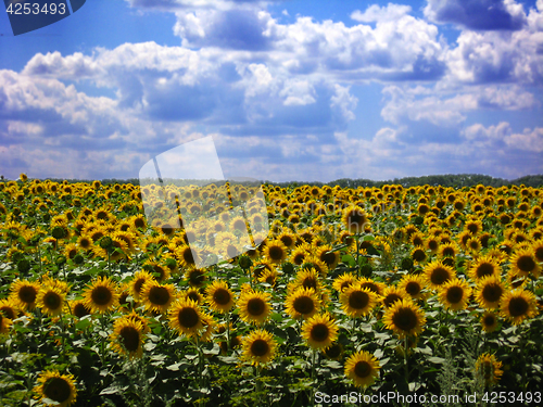 Image of Field with sunflowers