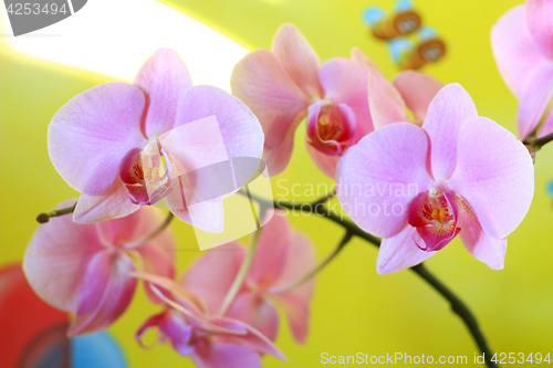 Image of pink orchid blossoming 