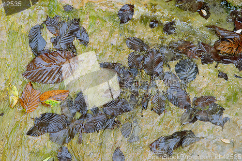 Image of Brown leaves and wet rock texture from Perino river, Valtrebbia, Italy