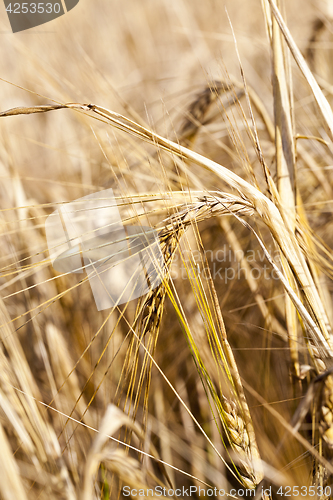 Image of wheat field, close-up