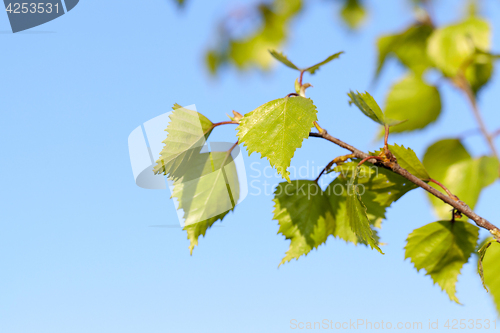 Image of Young leaves of birch