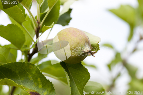 Image of green leaves of apple trees and apples