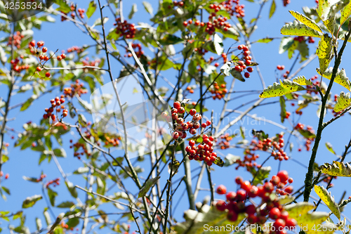 Image of red mountain ash in the autumn