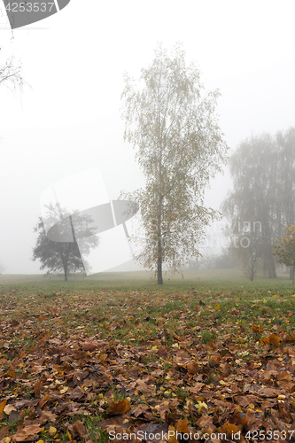 Image of Fog in autumn season