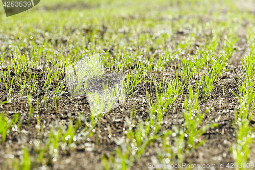 Image of stalk of wheat, frost