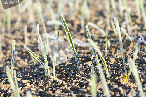 Image of green wheat in frost, close-up