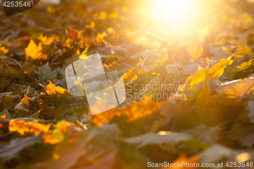 Image of The fallen maple leaves