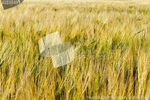 Image of field with mature rye