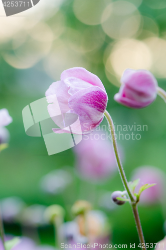 Image of Pale pink flower Japanese anemone, close-up