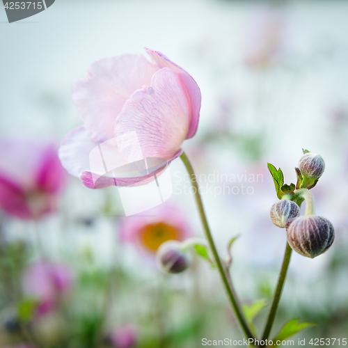 Image of Pale pink flower Japanese anemone, close-up