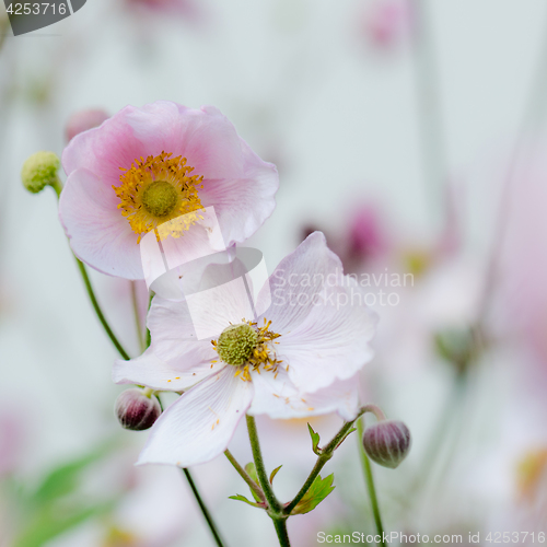Image of Pale pink flower Japanese anemone, close-up