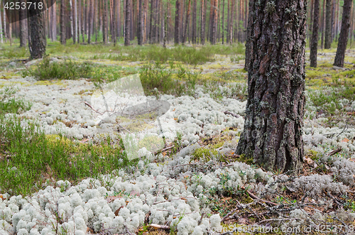 Image of  Pine forest