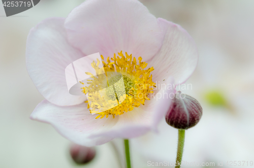 Image of Pale pink flower Japanese anemone, close-up