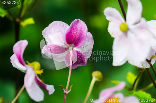 Image of Pale pink flower Japanese anemone, close-up