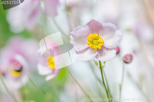 Image of Pale pink flower Japanese anemone, close-up