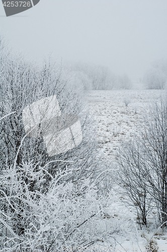 Image of Fog in the winter, the trees covered with hoarfrost