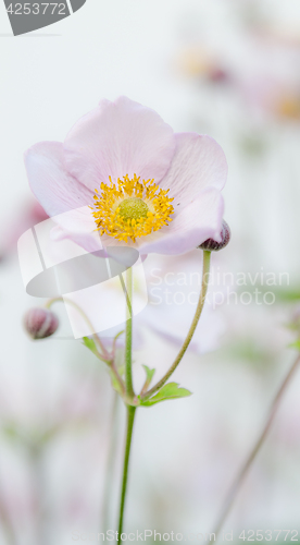 Image of Pale pink flower Japanese anemone, close-up