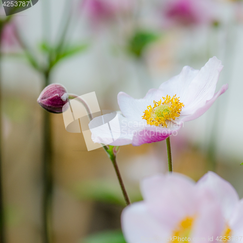 Image of Pale pink flower Japanese anemone, close-up