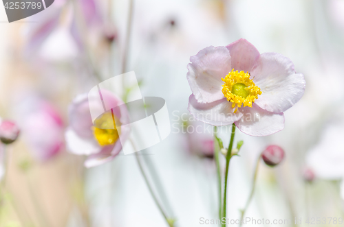 Image of Pale pink flower Japanese anemone, close-up