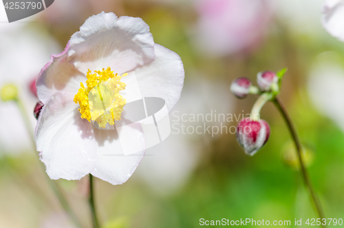 Image of Pale pink flower Japanese anemone, close-up