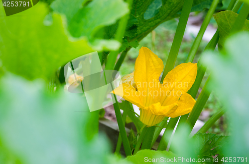 Image of pumpkin flower