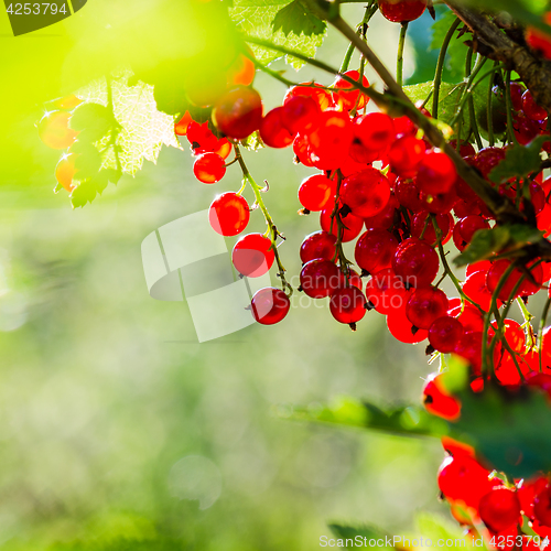 Image of Ripe red currant berries in the sun