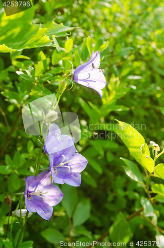 Image of Flowering bells, close-up