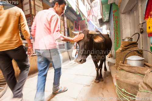 Image of Passerby and cow, Varanasi, India