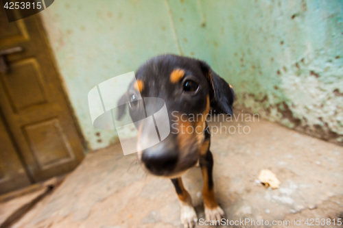 Image of Puppies, India