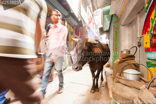 Image of Passerby and cow, Varanasi, India