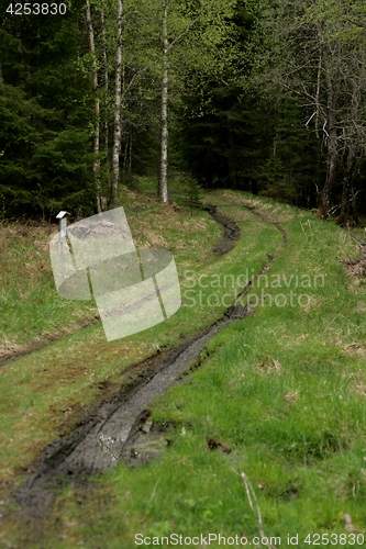 Image of Muddy dirt road