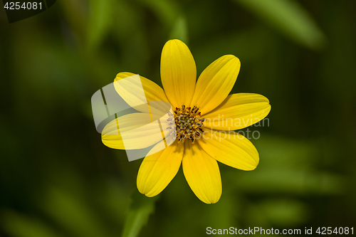 Image of Bearded Beggartick (Bidens aristosa)