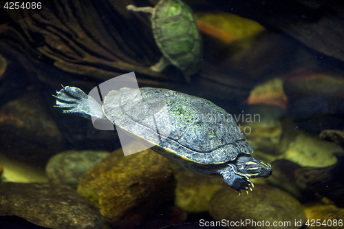 Image of Sea turtle in an aquarium
