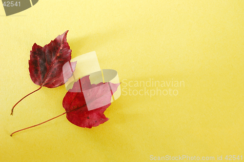 Image of Red Leaves Yellow Paper