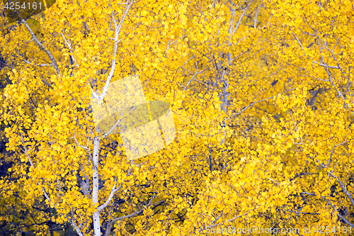 Image of White Aspen Trees Forest Fall Colors Leaves Changing Autumn