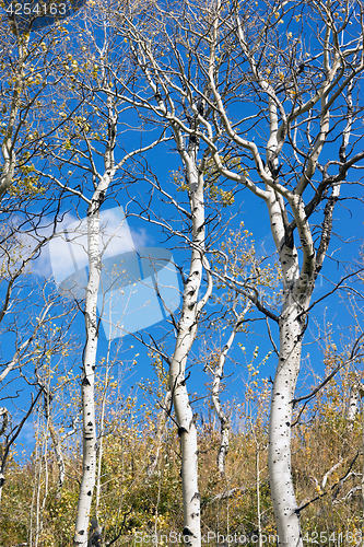 Image of Leaves Falling off White Barked Tree Forest