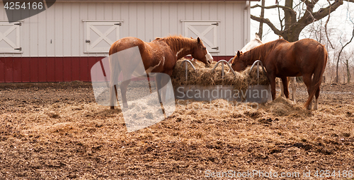 Image of Ranch Paddock Feed Circle Livestock Horses Feeding Stray Hay