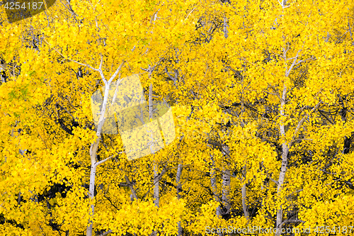 Image of White Aspen Trees Forest Fall Colors Leaves Changing Autumn