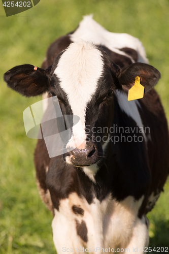 Image of Dairy Cow Farm Field Ranch Animal Domestic Cattle Livestock