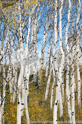 Image of Leaves Falling off White Barked Tree Forest