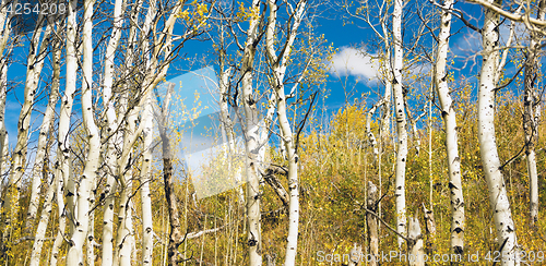 Image of Leaves Falling off White Barked Tree Forest