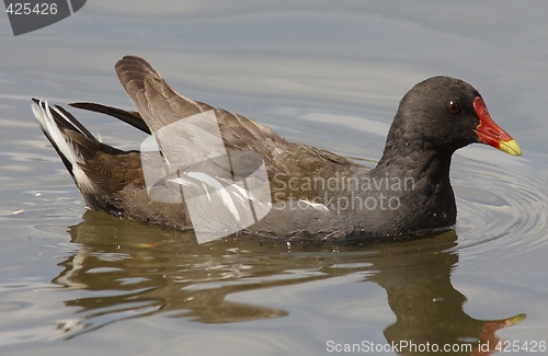 Image of Moorhen in the water.