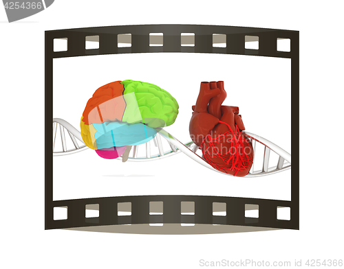 Image of DNA, brain and heart. 3d illustration. The film strip