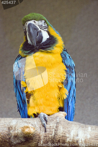 Image of Blue-and-yellow Macaw perching on branch