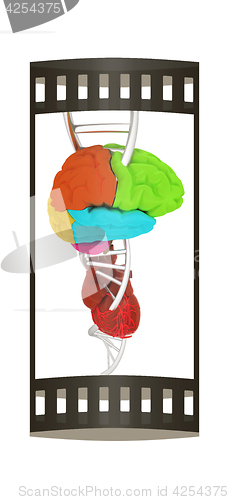 Image of DNA, brain and heart. 3d illustration. The film strip