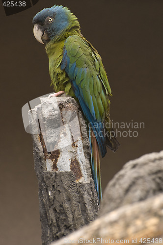 Image of Blue-headed Macaw parrot