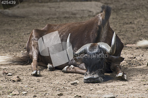 Image of Wildebeest