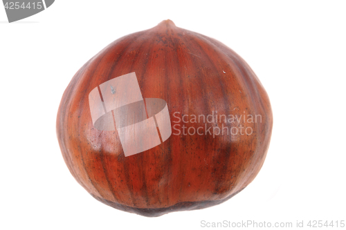 Image of fresh edible chestnut