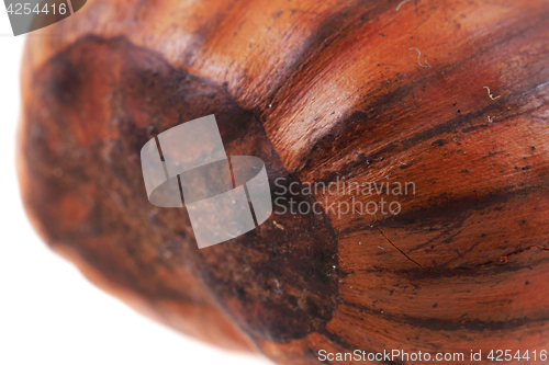 Image of fresh edible chestnut